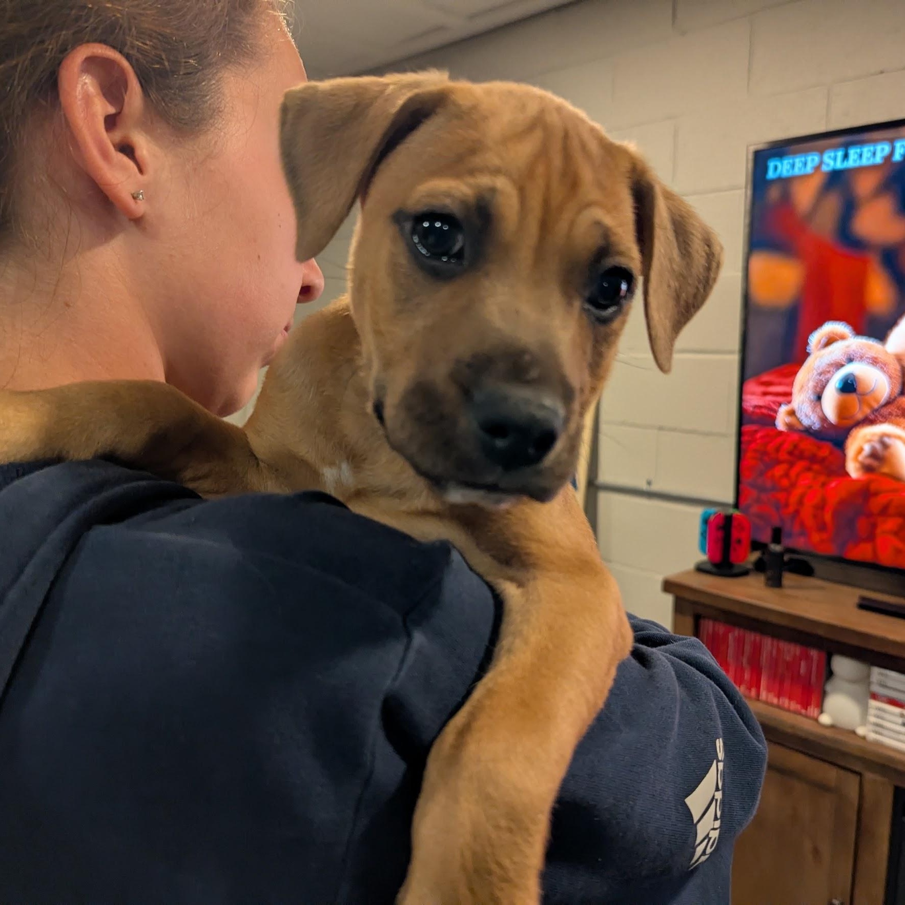 Enlarge Robby, an adoptable mixed breed in Sparta, NJ image 4/6