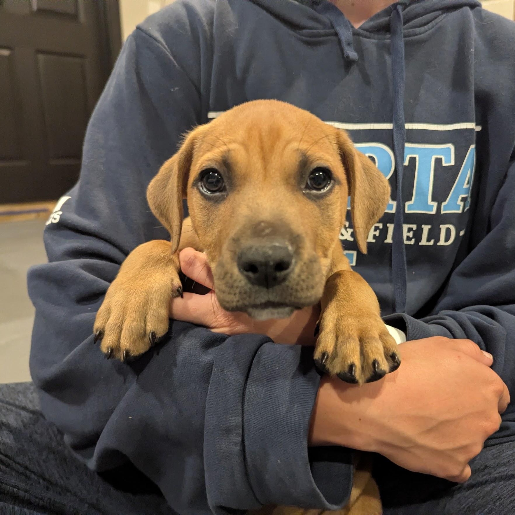 Enlarge Robby, an adoptable mixed breed in Sparta, NJ image 2/6