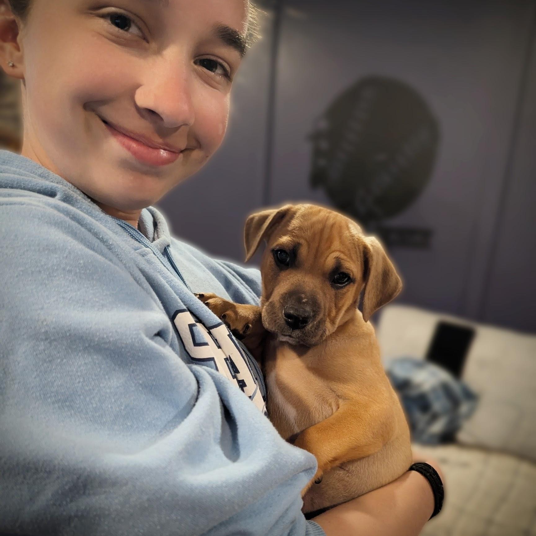 Robby, adoptable, Puppy Male Boxer & Terrier.
