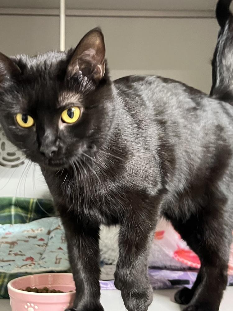 Dolly, Adoptable, Adult Female Domestic Short Hair.