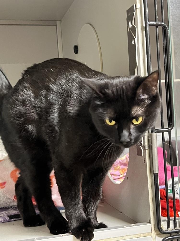 Enlarge Dolly, a Adoptable Domestic Short Hair in Anoka, MN image 3/4