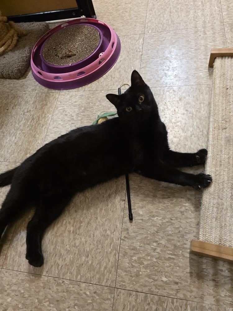 Enlarge Dolly, a Adoptable Domestic Short Hair in Anoka, MN image 4/4