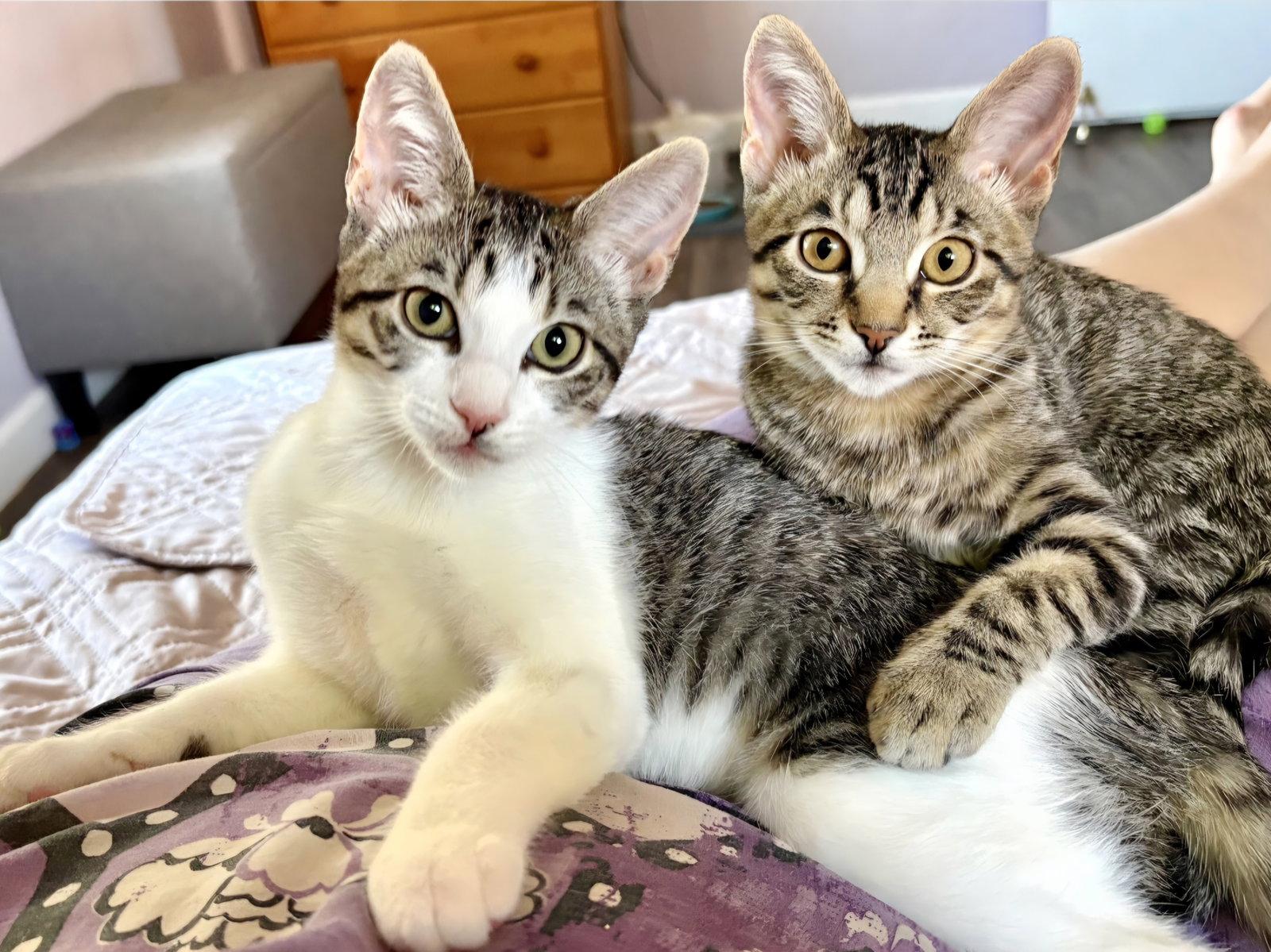 Edith, Adoptable, Young Female Domestic Short Hair & Tabby.