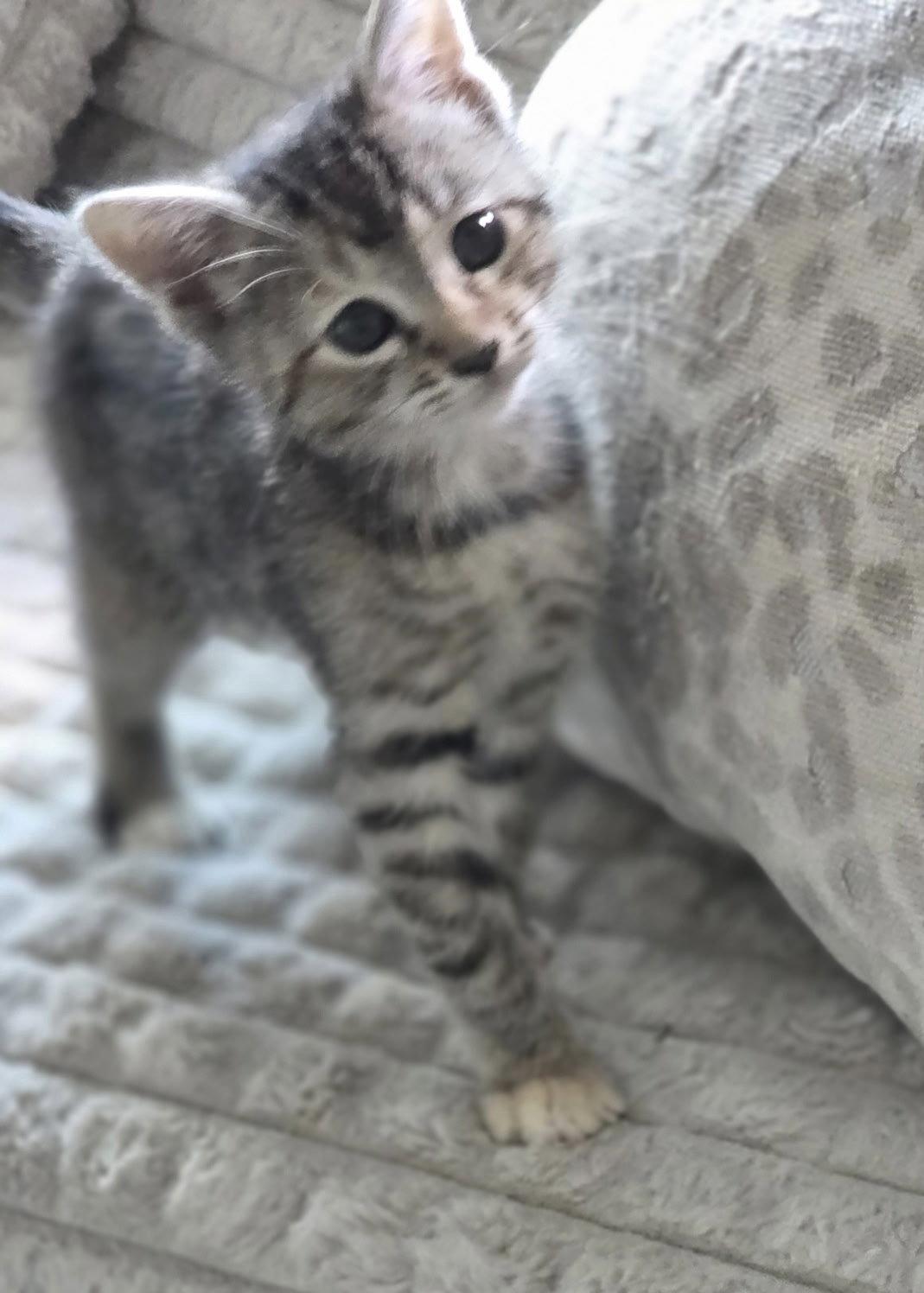 Edith, Adoptable, Kitten Female Domestic Short Hair & Tabby.