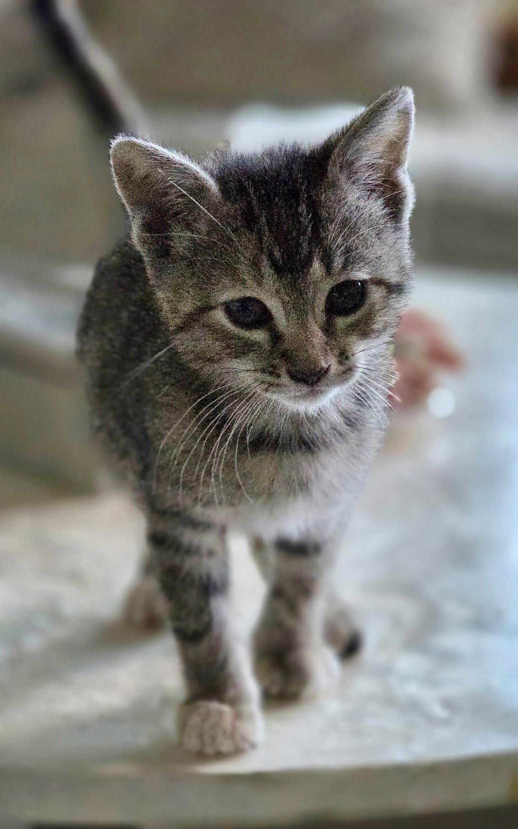 Enlarge Edith, a Adoptable mixed breed in Campbell, CA image 2/2