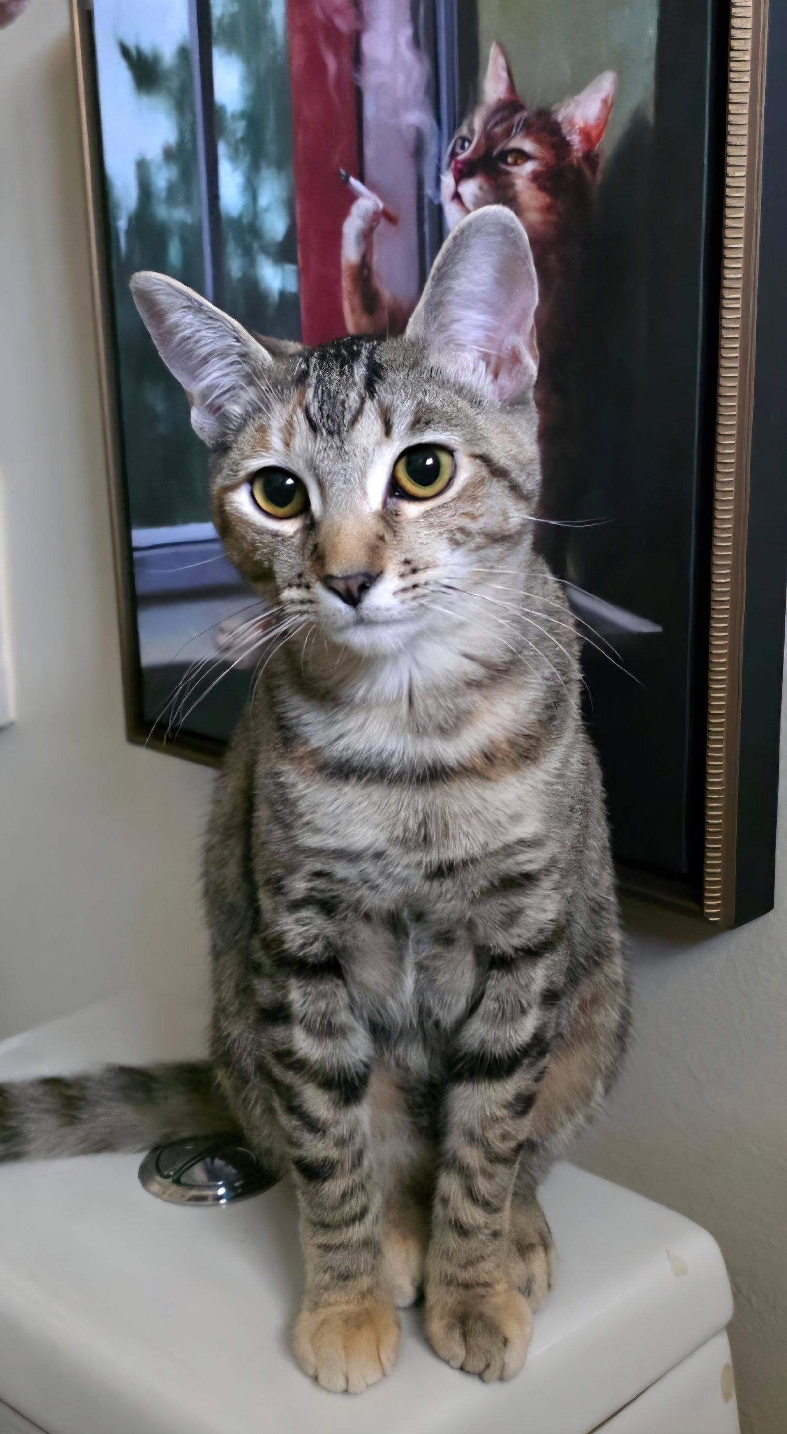 Enlarge Edith, a Adoptable mixed breed in Campbell, CA image 3/3
