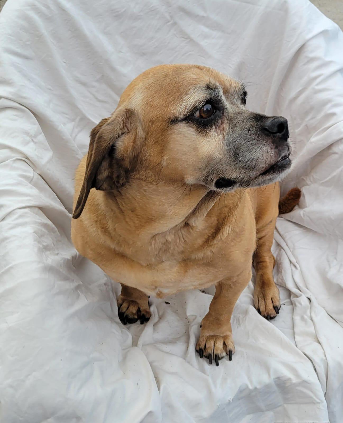 Esther, a ADOPTABLE mixed breed in Sherwood, OR image 3/3
