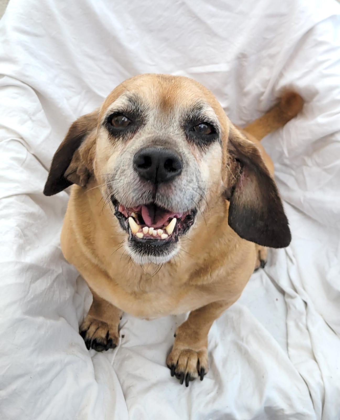 Esther, a ADOPTABLE mixed breed in Sherwood, OR image 2/3