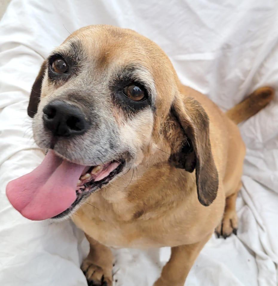 Esther, ADOPTABLE, Adult Female Basset Hound.