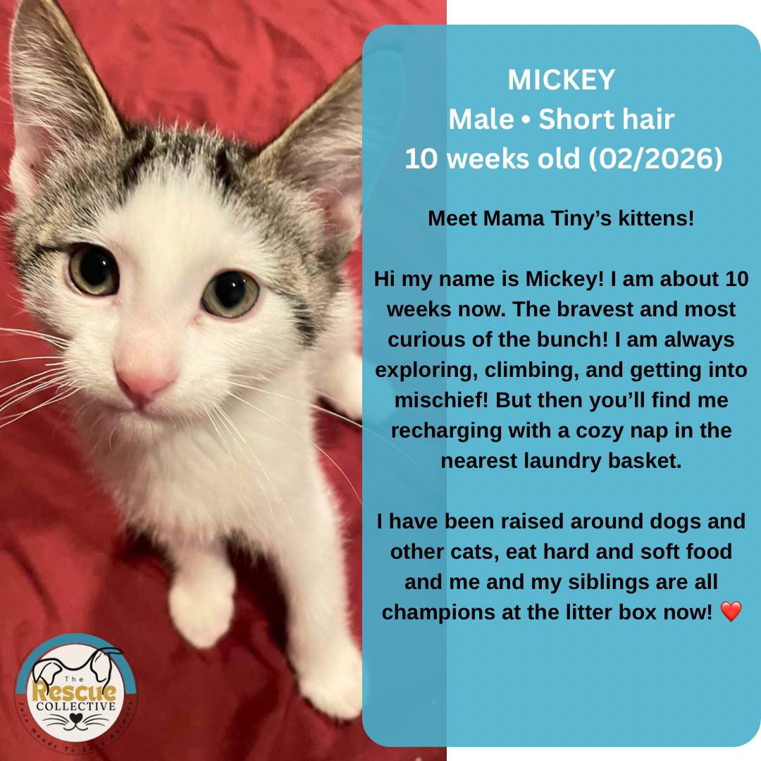 Mickey, adopted, Kitten Male Domestic Short Hair.