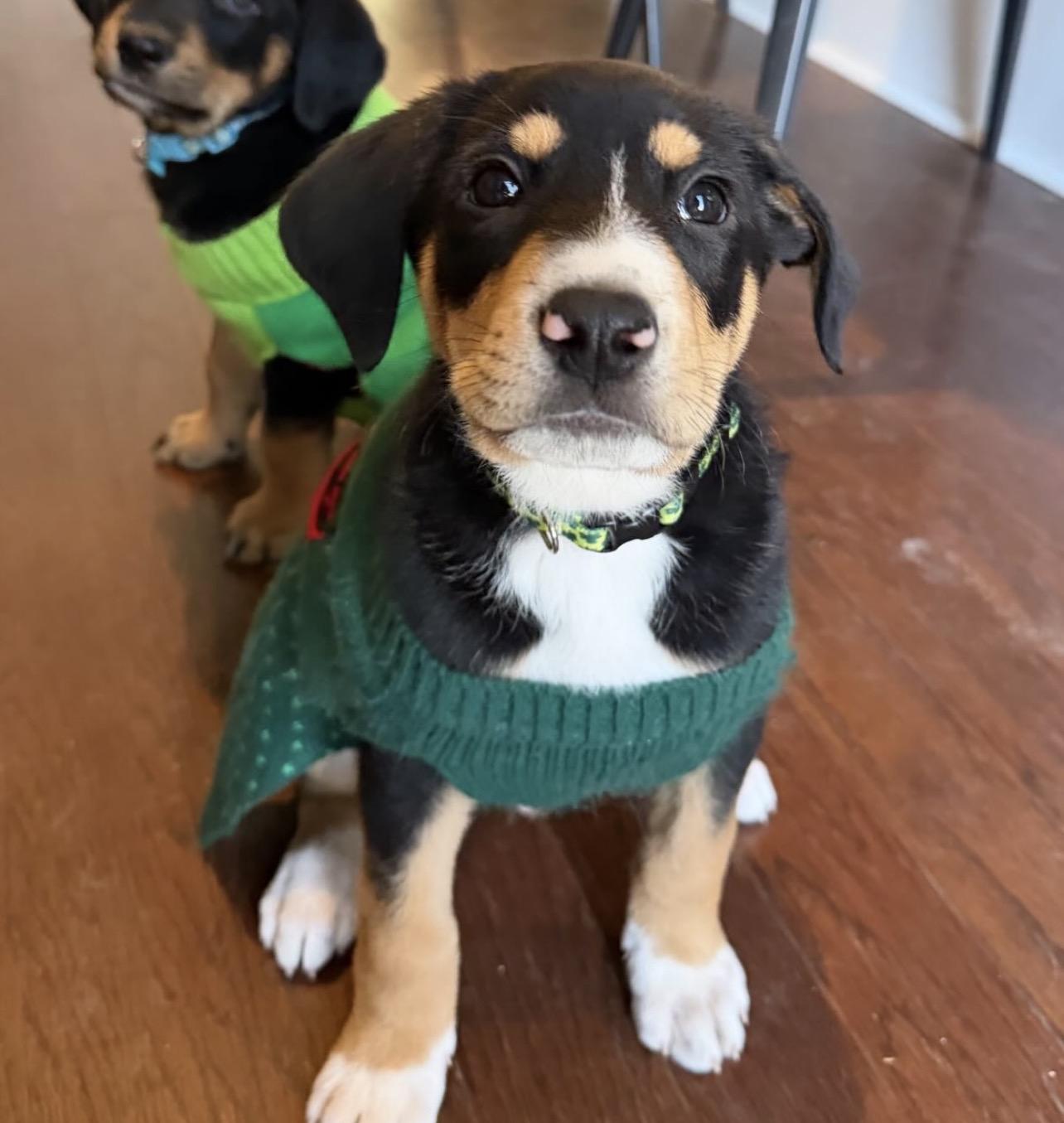 Enlarge Rebel Yell, a Adoptable mixed breed in Richmond, VA image 4/4