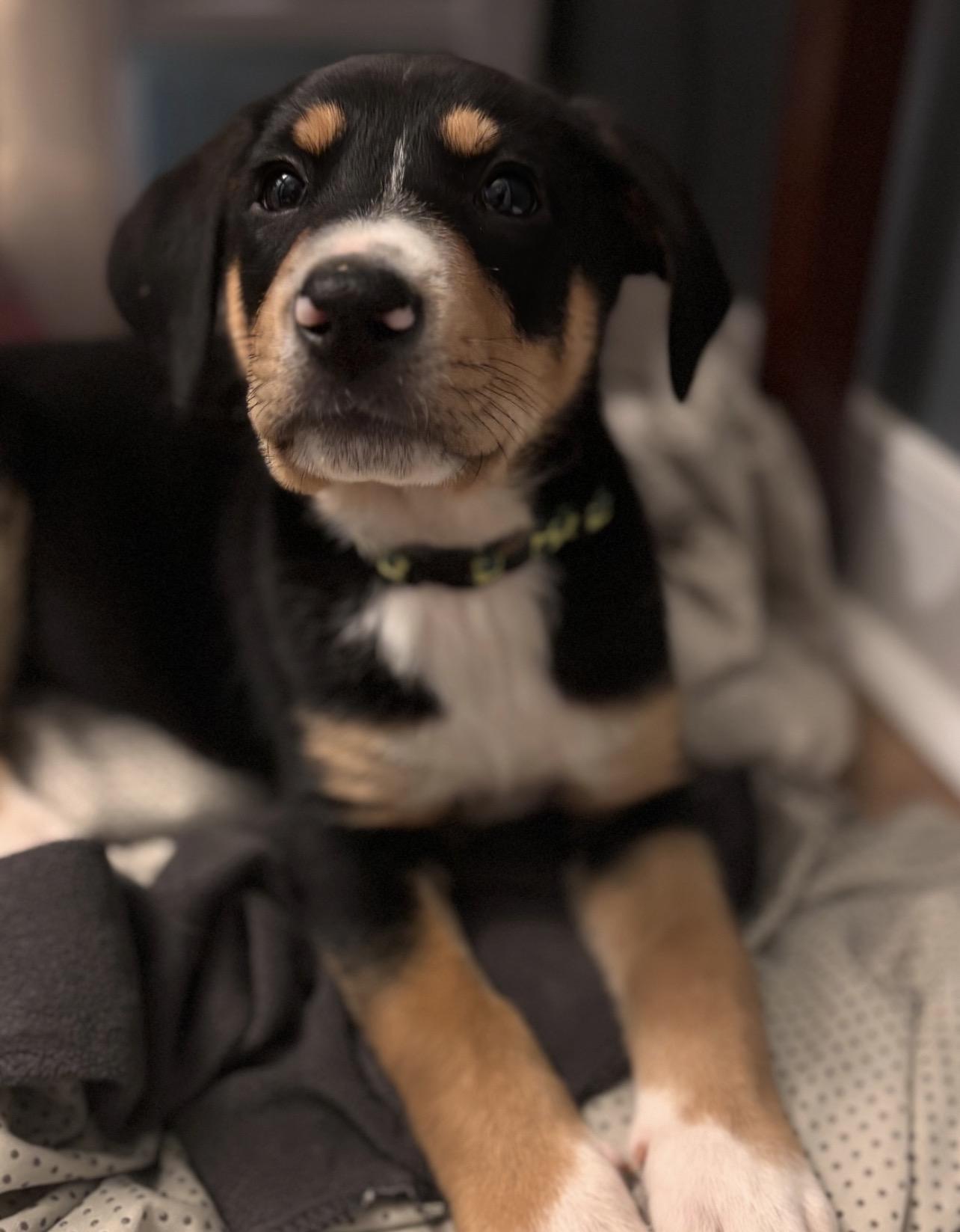 Enlarge Rebel Yell, a Adoptable mixed breed in Richmond, VA image 3/4