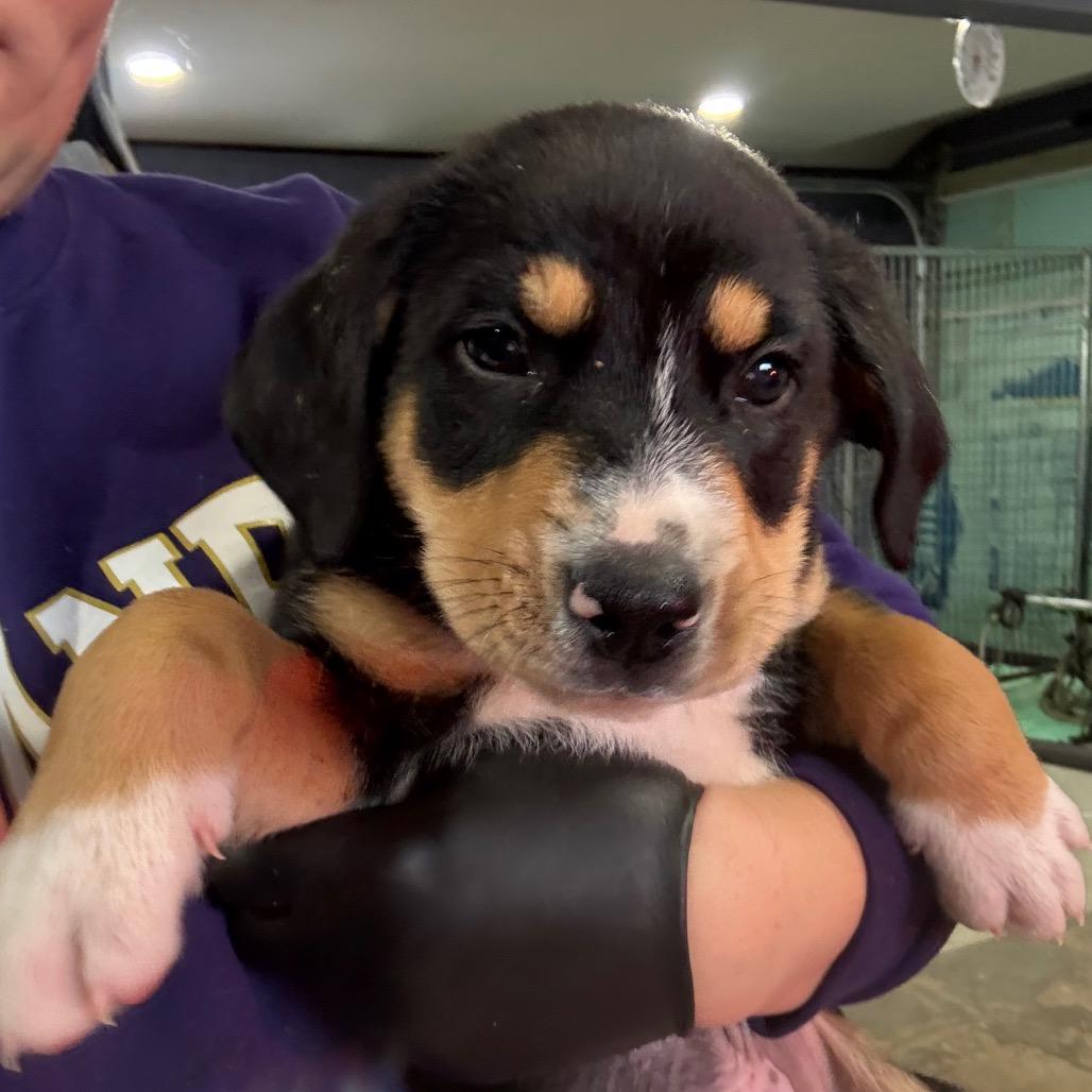 Enlarge Rebel Yell, a Adoptable mixed breed in Richmond, VA image 2/4