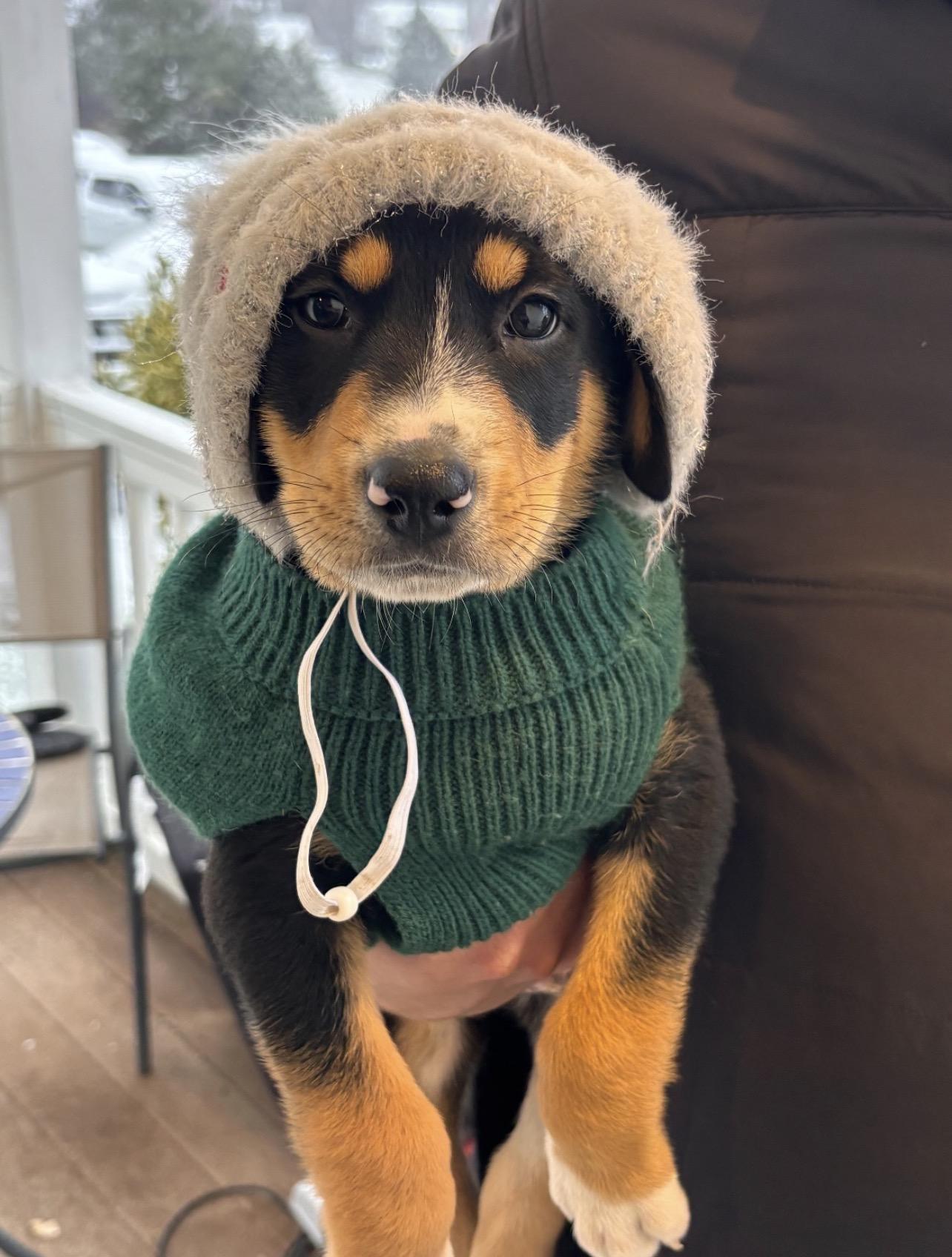 Rebel Yell, Adoptable, Puppy Male Australian Shepherd.