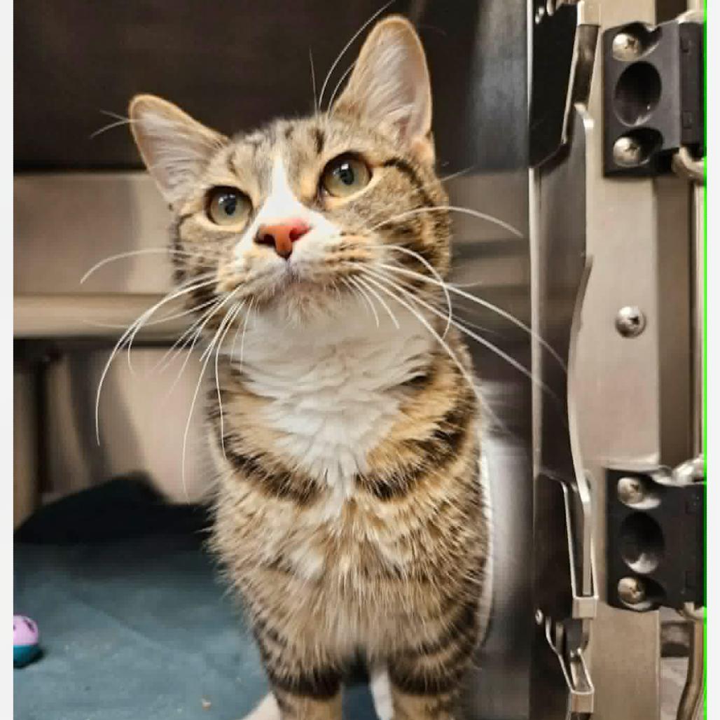 Toberlone, Adoptable, Young Male Domestic Short Hair.