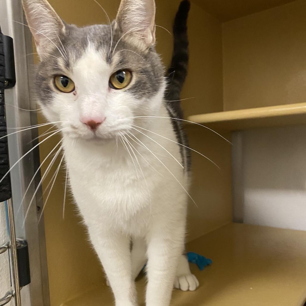 Enlarge Diesel, a Adoptable Domestic Short Hair in Spokane, WA image 1/6