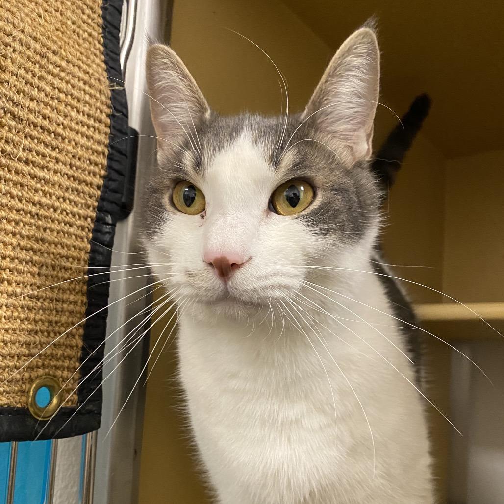 Enlarge Diesel, a Adoptable Domestic Short Hair in Spokane, WA image 2/6