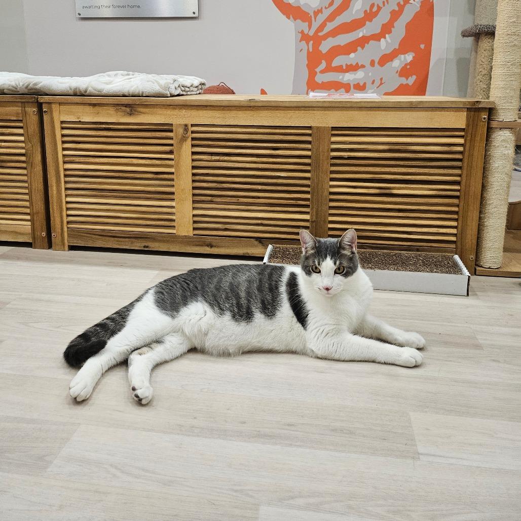 Enlarge Diesel, a Adoptable Domestic Short Hair in Spokane, WA image 3/6