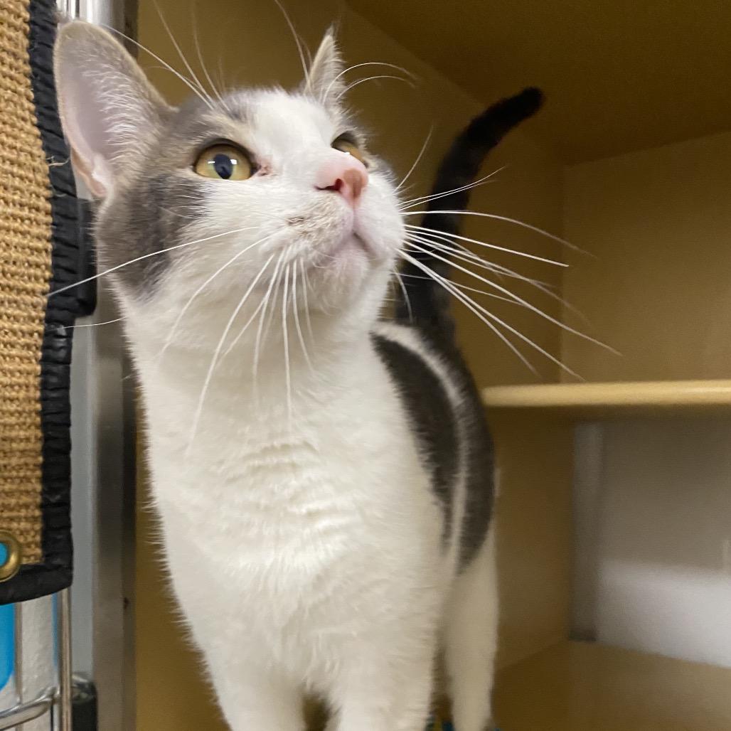 Enlarge Diesel, a Adoptable Domestic Short Hair in Spokane, WA image 4/6