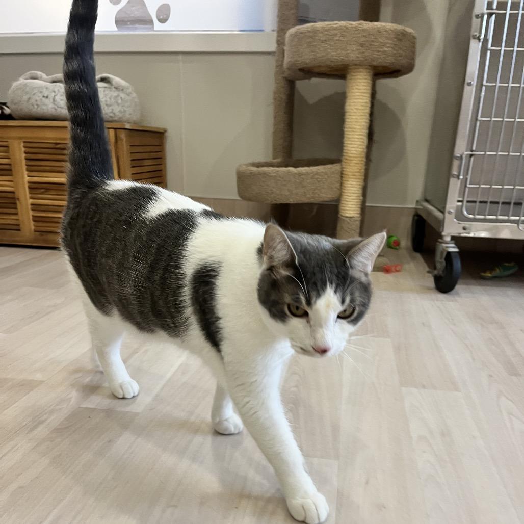 Enlarge Diesel, a Adoptable Domestic Short Hair in Spokane, WA image 5/6