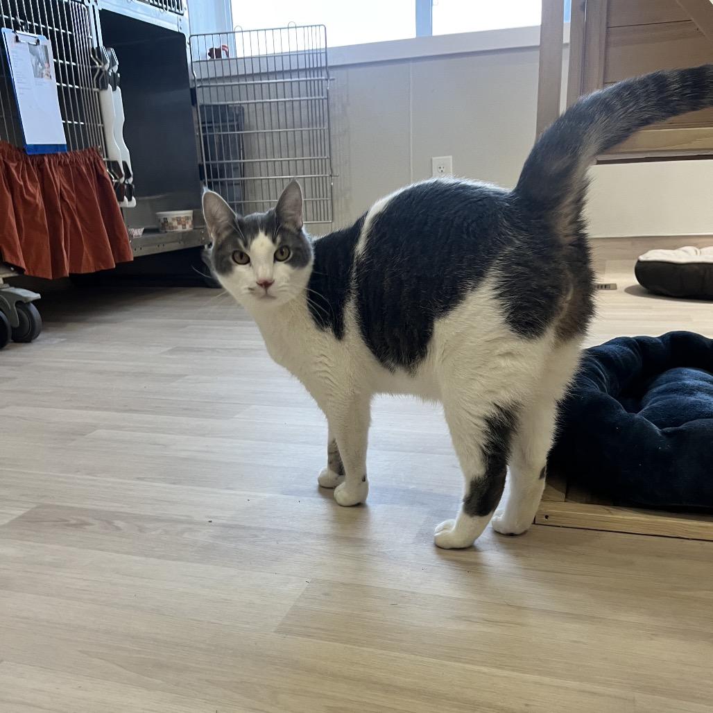 Enlarge Diesel, a Adoptable Domestic Short Hair in Spokane, WA image 6/6