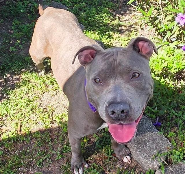 RAVEN, Adoptable, Adult Female American Staffordshire Terrier & Mixed Breed.