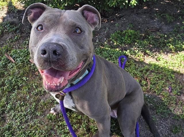 RAVEN, Adoptable, Adult Female American Staffordshire Terrier & Mixed Breed.