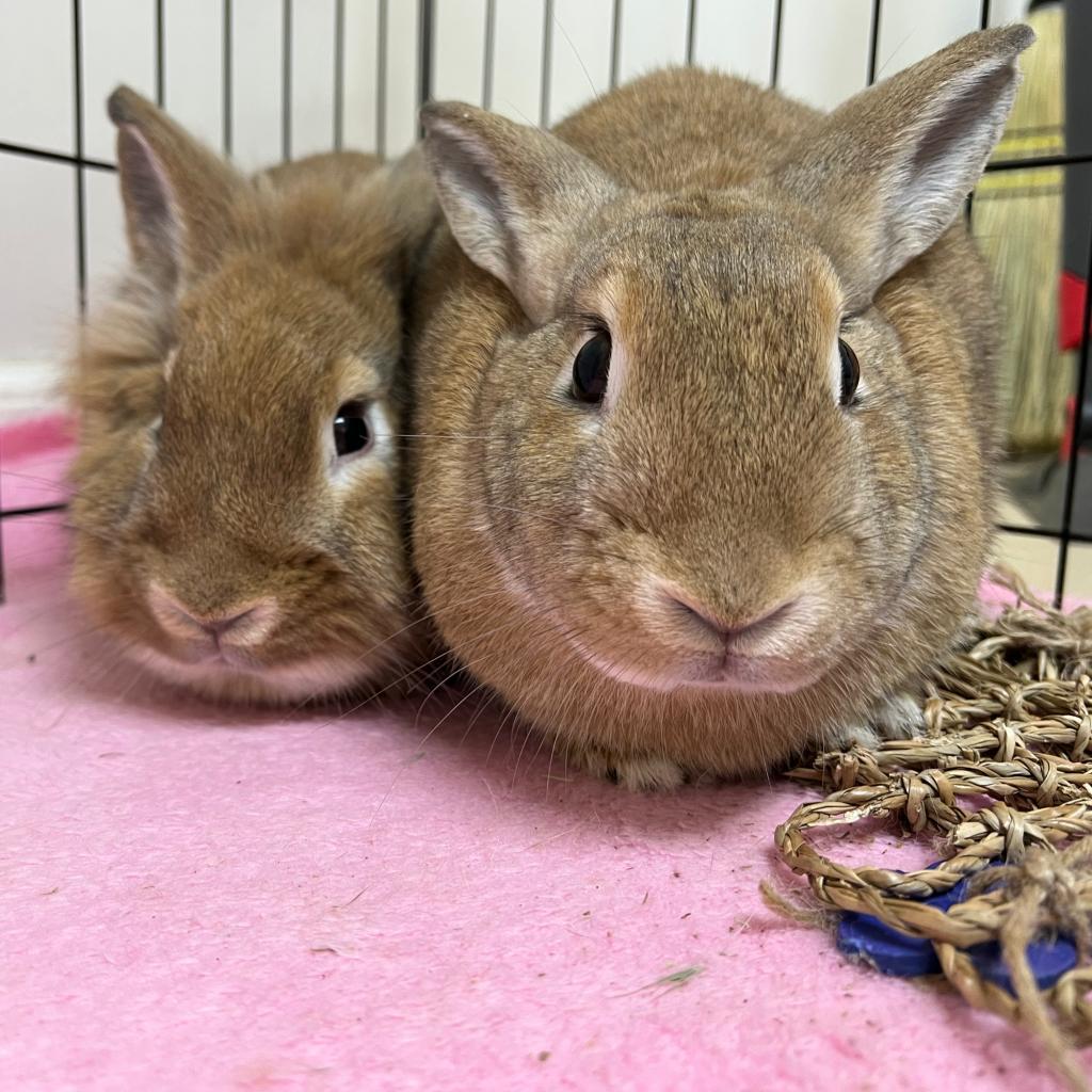 Nala, Adoptable, Adult Female Lionhead & Rabbit, DomesticMix.