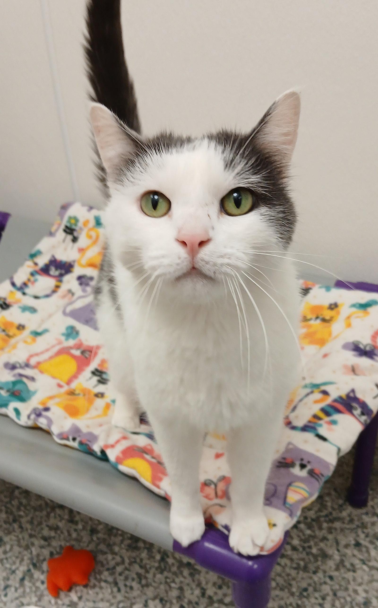Simon, Adoptable, Adult Male Domestic Short Hair.
