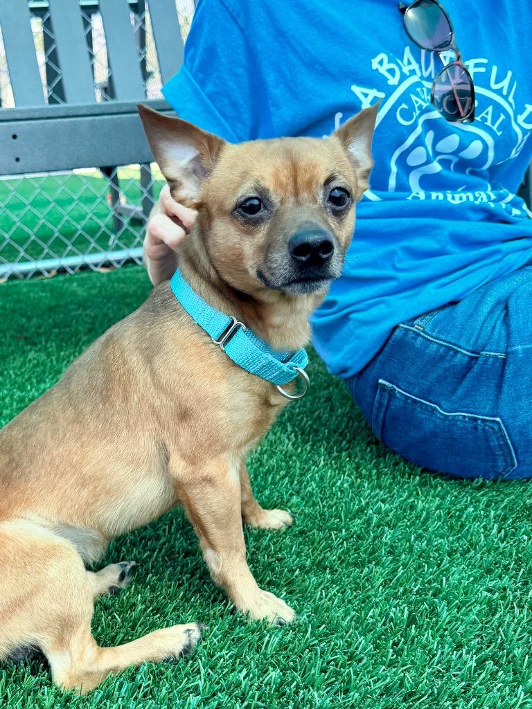 Enlarge Craig, a Adoptable mixed breed in Cape Coral, FL image 1/1