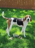 Enlarge Hank, a Adoptable American Foxhound in Canon City, CO image 1/1
