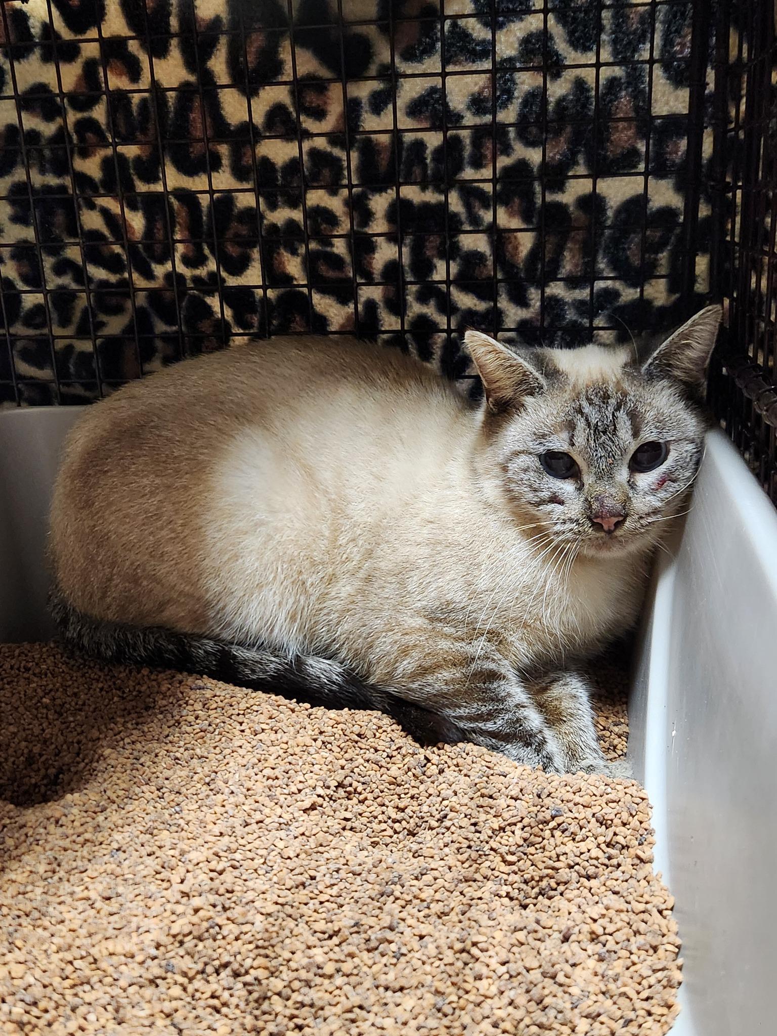 Leyla, Adoptable, Young Female Siamese & Domestic Short Hair.