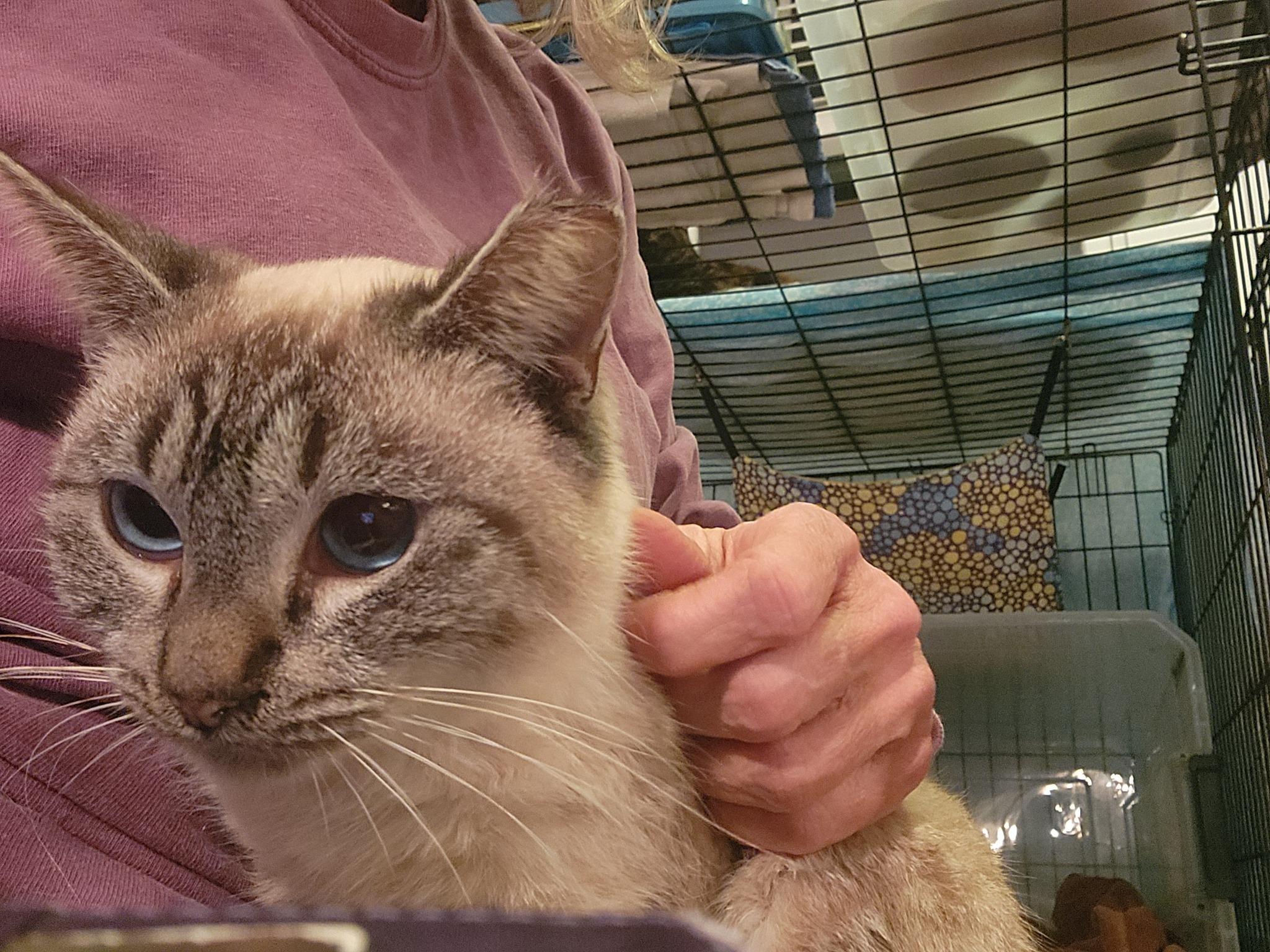 Leyla, a Adoptable mixed breed in Watkinsville, GA image 3/4