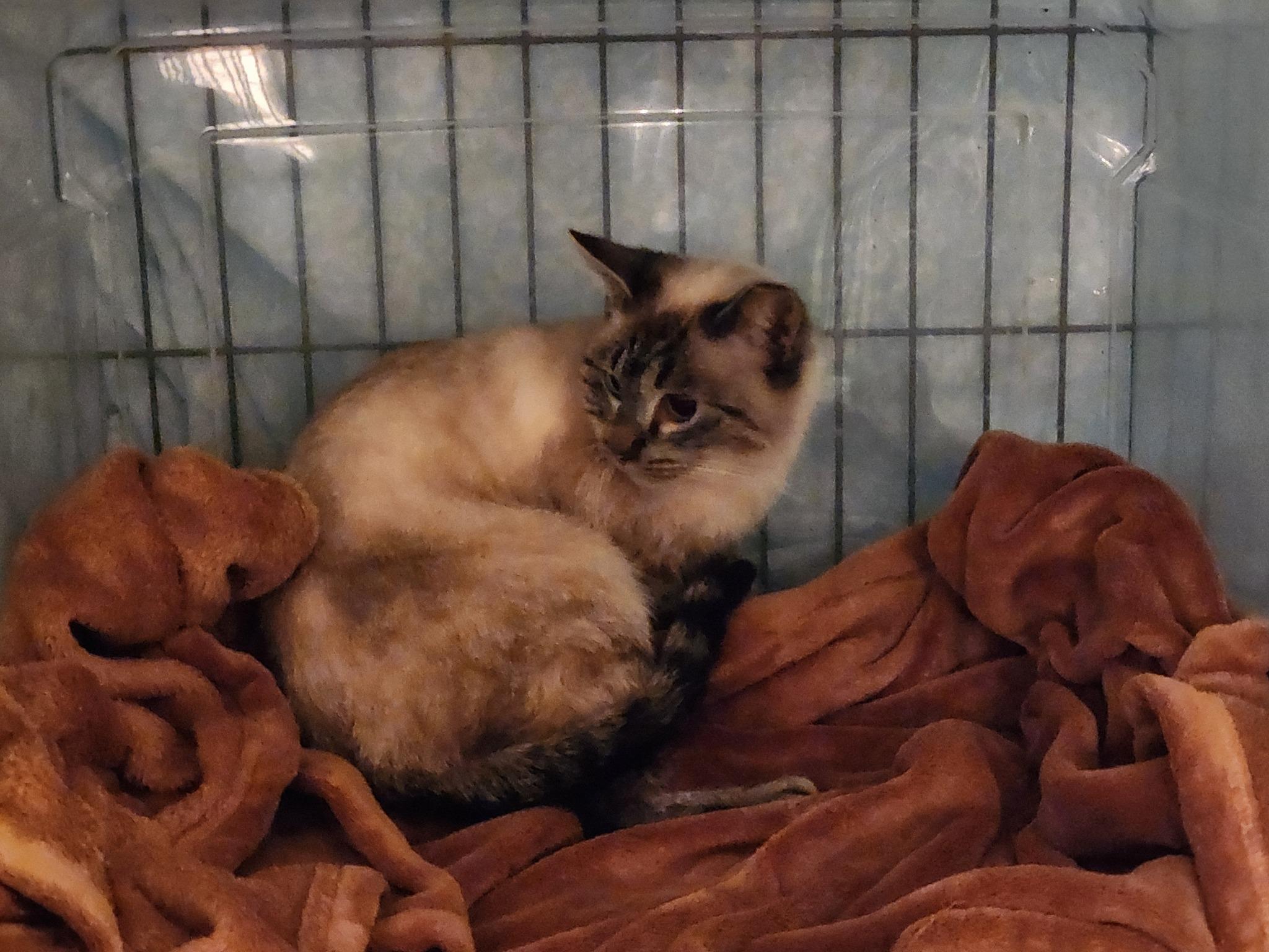 Leyla, a Adoptable mixed breed in Watkinsville, GA image 4/4