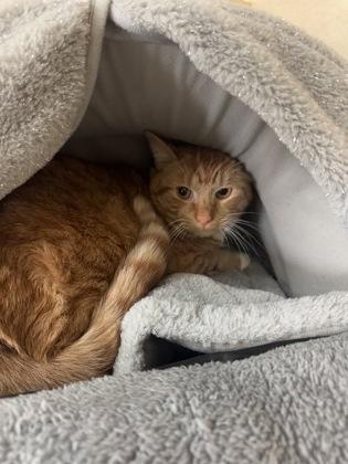 Enlarge Easter, a Adoptable mixed breed in Salem, NH image 1/3