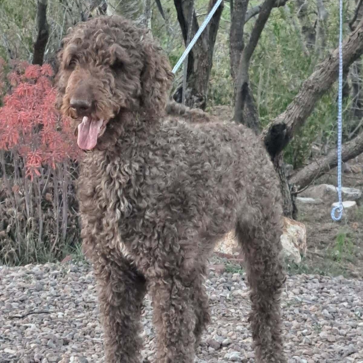 Enlarge Bruno, a Adoptable Standard Poodle in Tucson, AZ image 4/4
