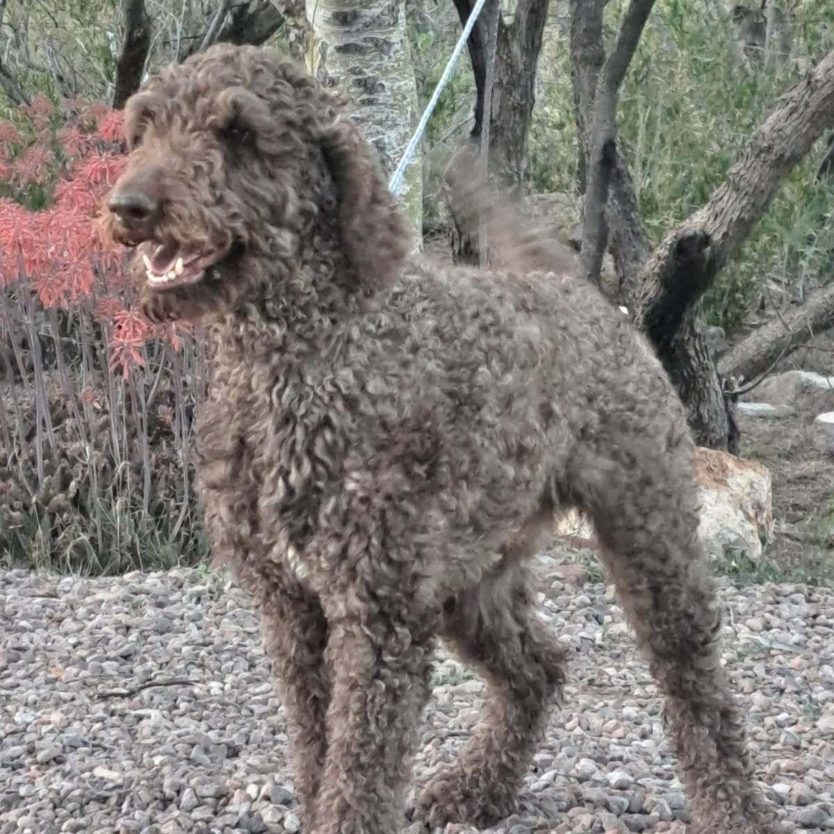 Enlarge Bruno, a Adoptable Standard Poodle in Tucson, AZ image 2/4