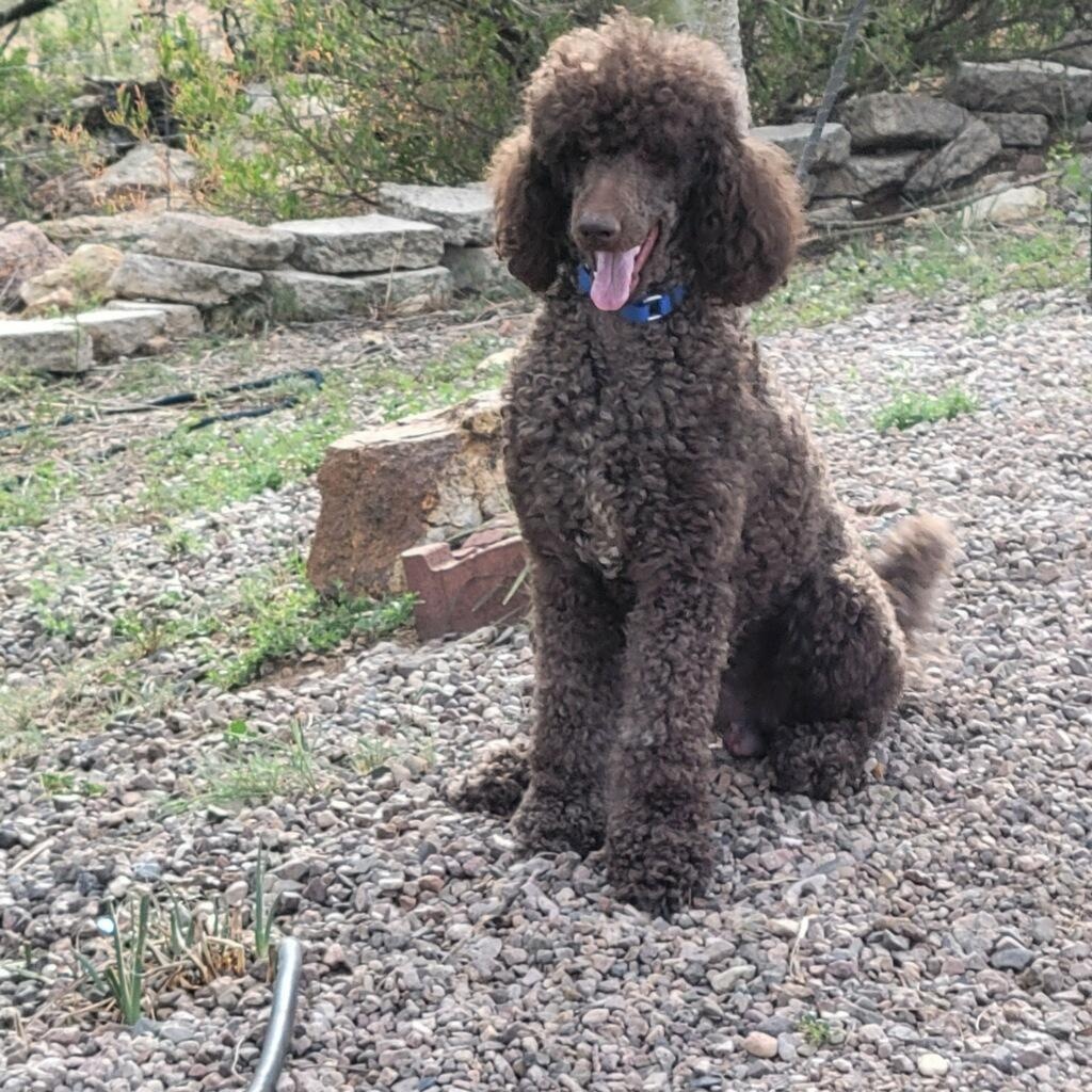Bruno, Adoptable, Young Male Standard Poodle.