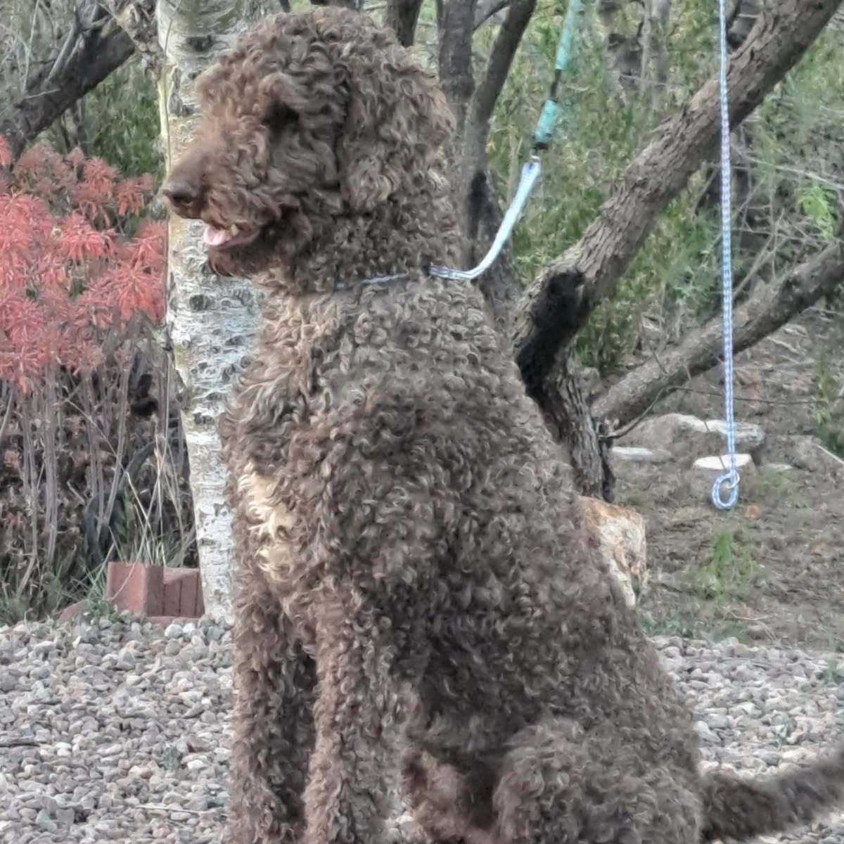 Enlarge Bruno, a Adoptable Standard Poodle in Tucson, AZ image 3/4