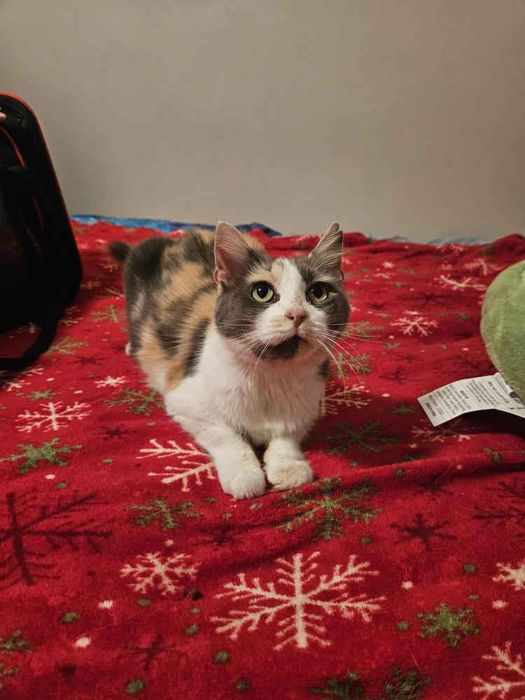 Juliet, Adoptable, Adult Female Calico & Domestic Long Hair.