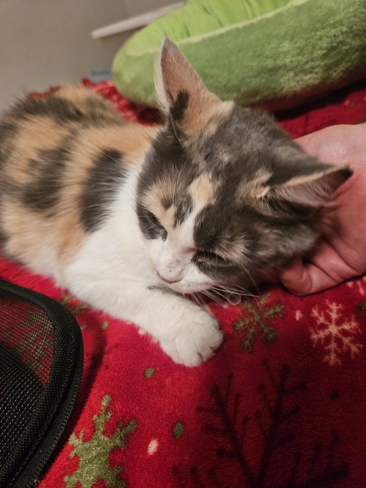 Enlarge Juliet, a Adoptable mixed breed in Virginia Beach, VA image 2/6