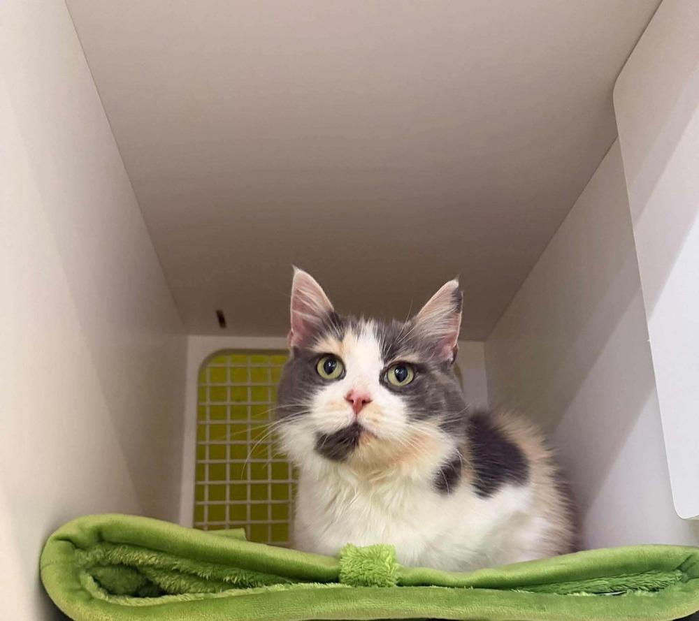 Enlarge Juliet, a Adoptable mixed breed in Virginia Beach, VA image 3/6