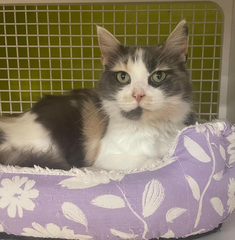 Enlarge Juliet, a Adoptable mixed breed in Virginia Beach, VA image 5/6