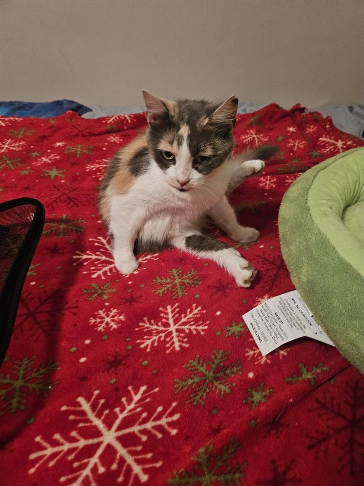 Enlarge Juliet, a Adoptable mixed breed in Virginia Beach, VA image 6/6