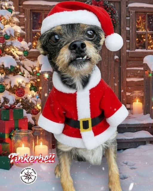 Enlarge Tinkerbell, a Adoptable Chihuahua in Princeton, BC image 1/1