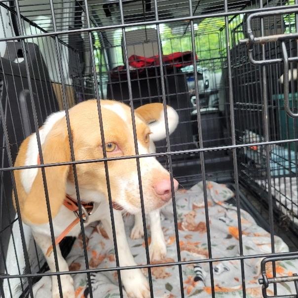 Enlarge Tater, a Adoptable Beagle in Lexington, MA image 2/2