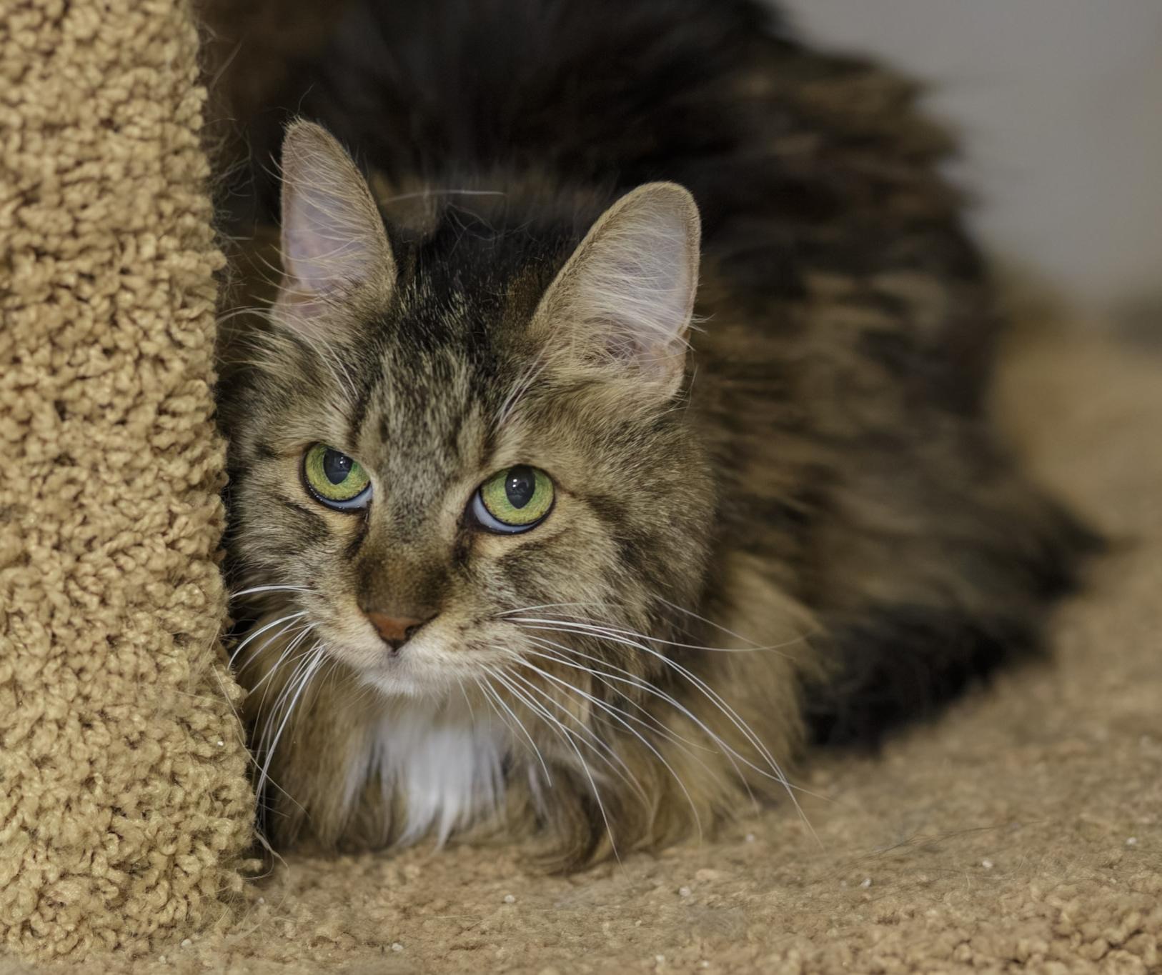 Enlarge Daizy, a ADOPTABLE Domestic Long Hair in Marana, AZ image 1/1