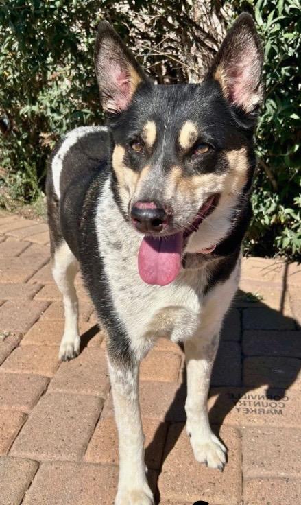 Scout, Adoptable, Adult Male Australian Shepherd.