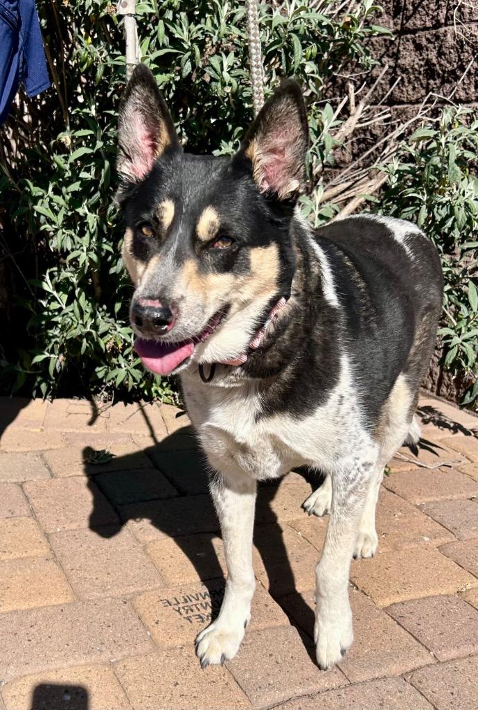 Enlarge Scout, a Adoptable mixed breed in Cottonwood, AZ image 2/2