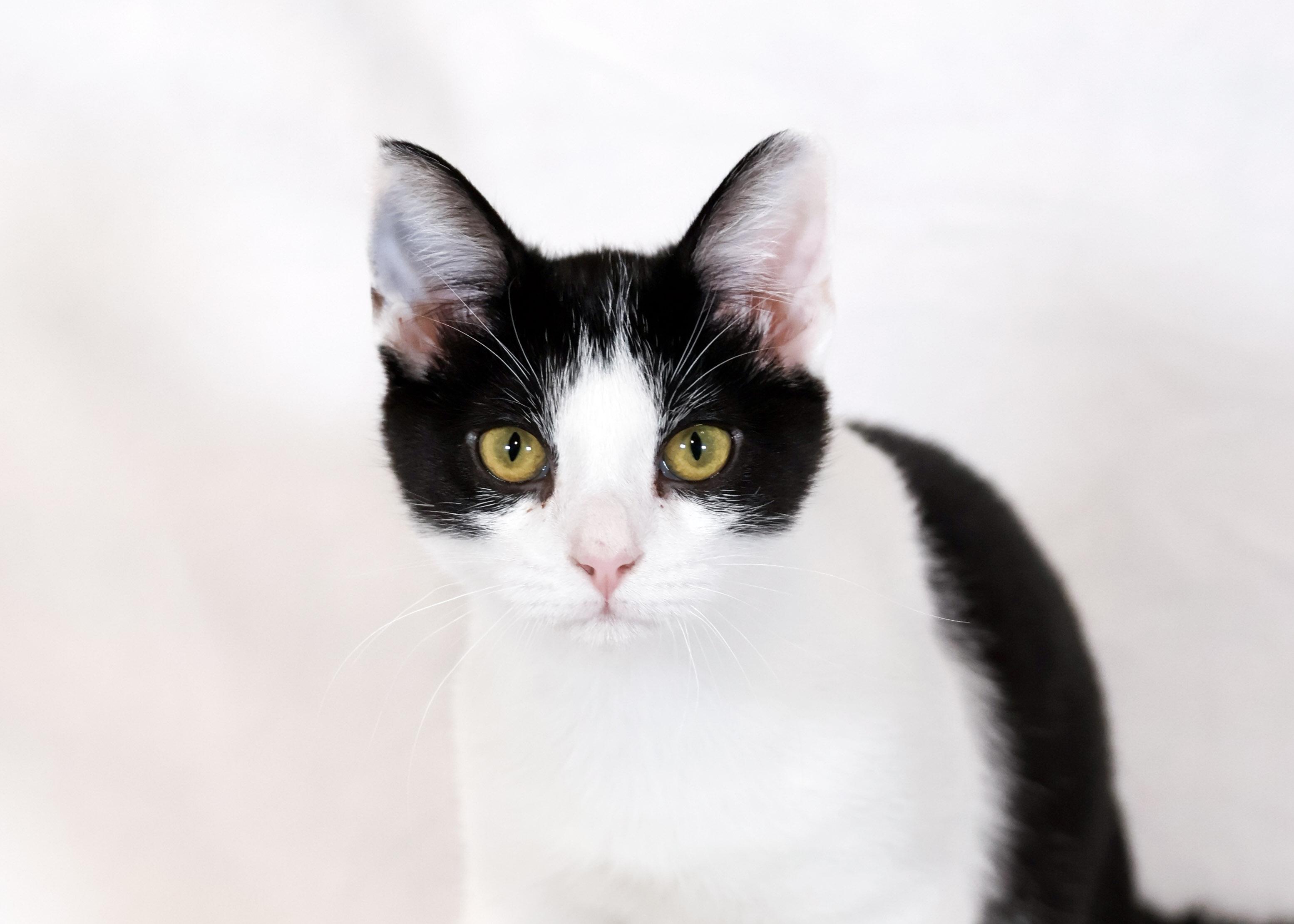 Jack, Young Male Domestic Short Hair